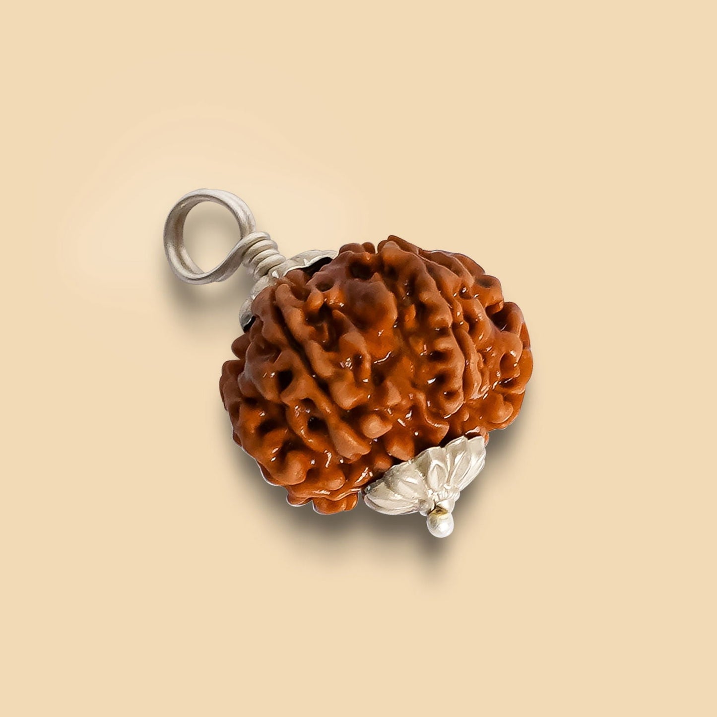 8 Mukhi Rudraksha (Indo)