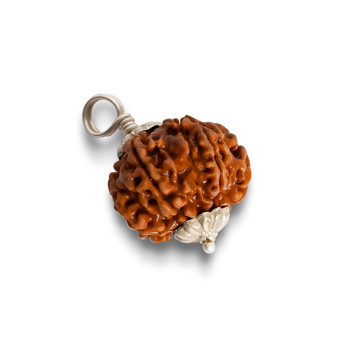 8 Mukhi Rudraksha (Indo)