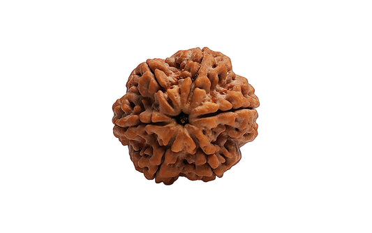 6 Mukhi Rudraksha (Nepali)