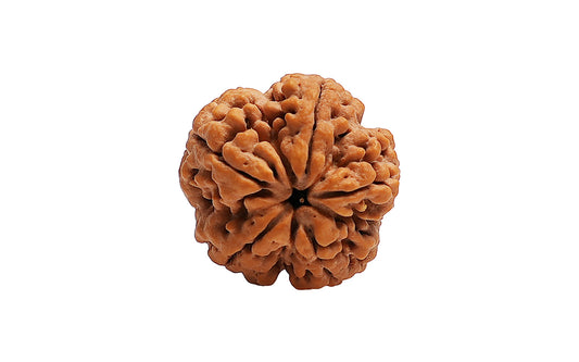 5 Mukhi Rudraksha (Nepali)