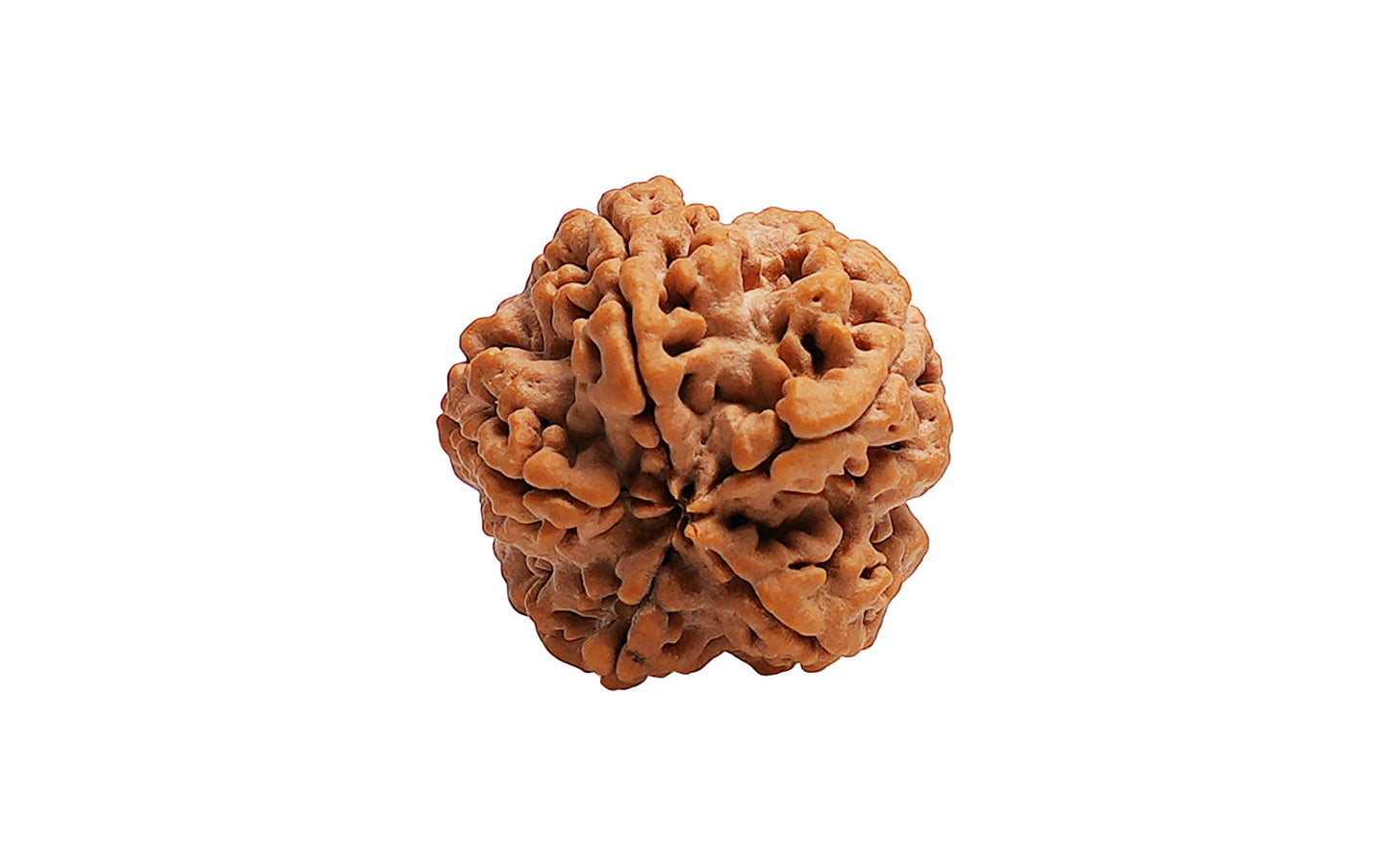 5 Mukhi Rudraksha (Nepali)