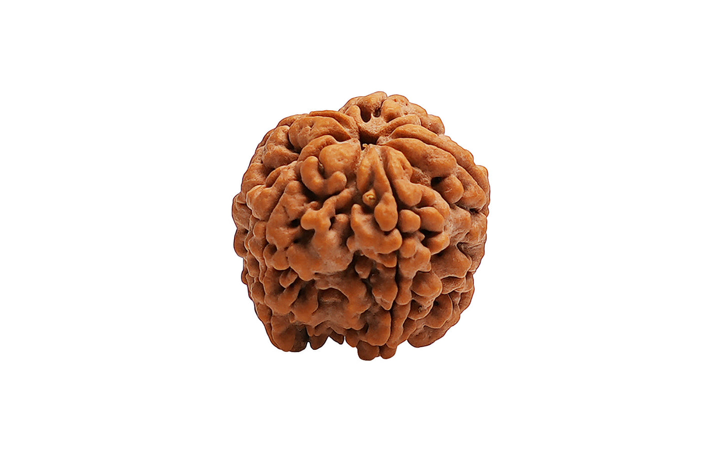5 Mukhi Rudraksha (Nepali)