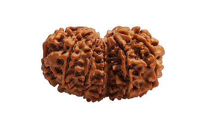 Gauri Shankar Rudraksha
