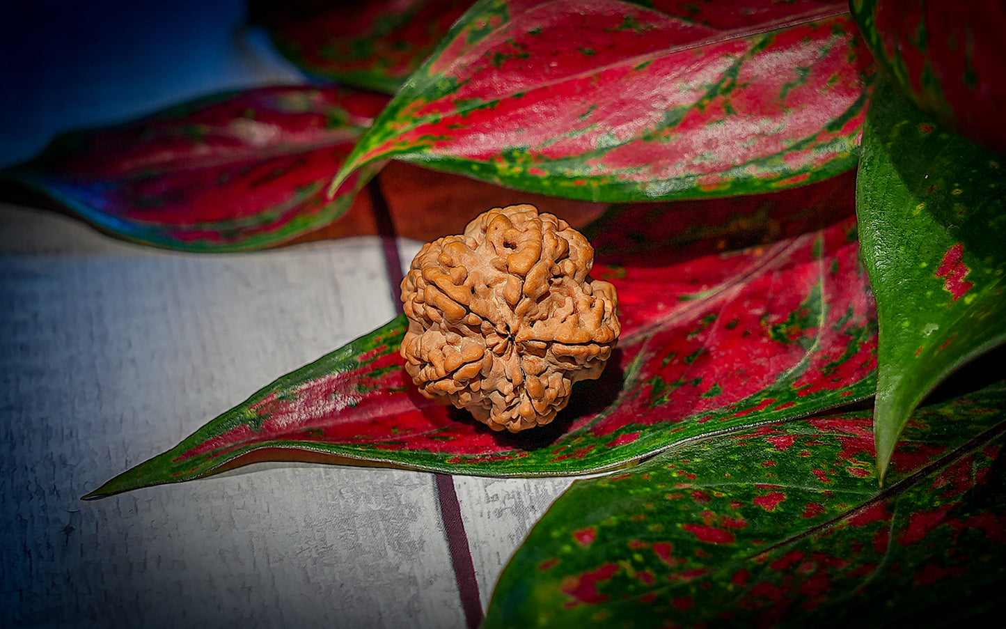 5 Mukhi Rudraksha (Nepali)